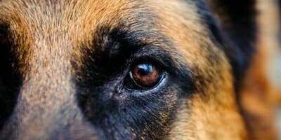 Why the watchdog is at your door