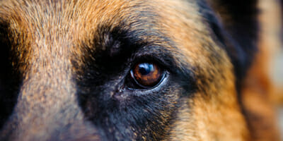 Watchdog eyes the choices platforms make