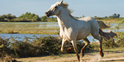 Investor protection? That horse has bolted