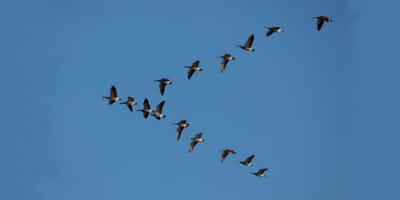 Risk is one perch in flight to security