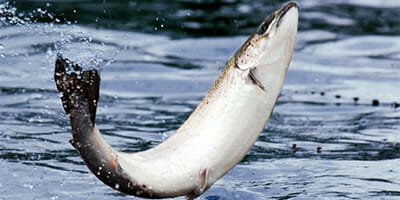 SPAA swims against the stream on SMSF levy