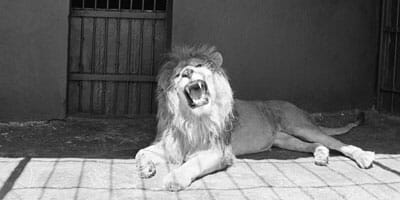 ASIC cages Lionsgate licence over supervision