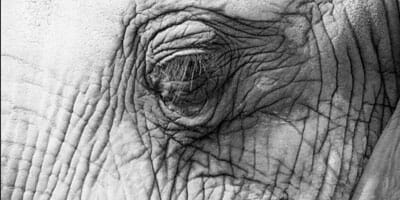 Licensees address FoFA-sized elephant in room
