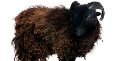 Watchdog bars black sheep Barr