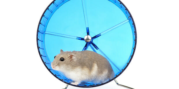 Eggern ‘em on the Astute Wheel