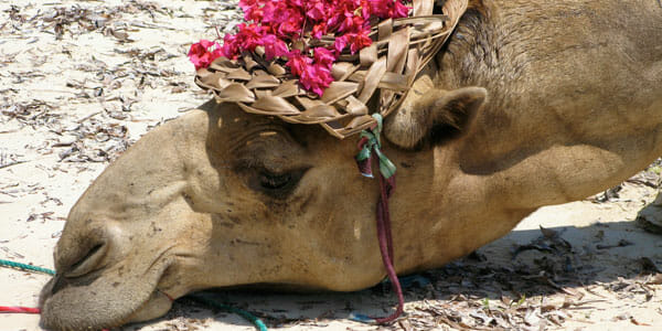 If more education is the straw that breaks the camel’s back, what is the point?