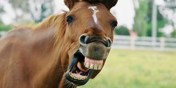 Gift horse or Trojan horse – what to make of bank support for a financial planning profession?