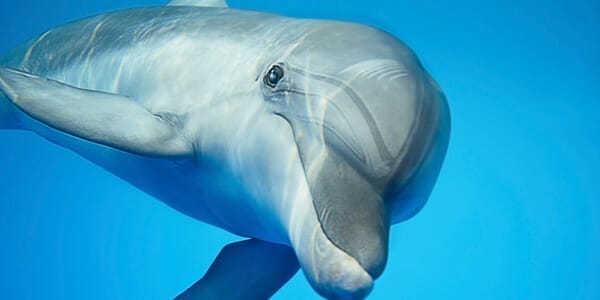 How much money or time would you invest in dolphins?