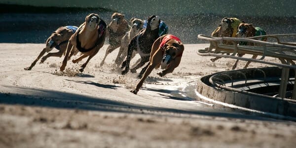 Gone to the dogs: overkill preferable to being killed off