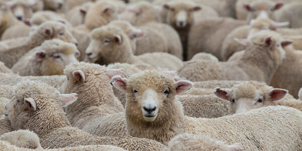It takes a wise crowd to think outside the pack