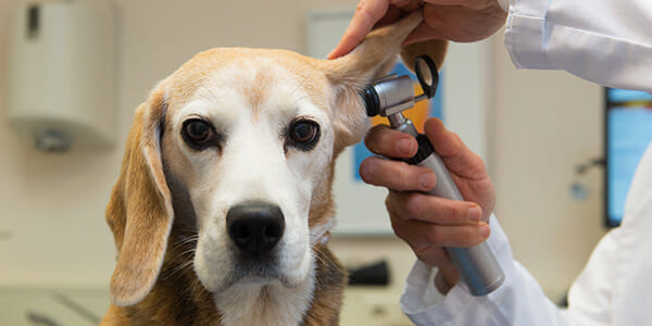Work experience as vet set Burrows on career in financial planning