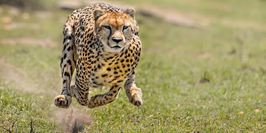 Speed and agility are the keys to effectively managing risk