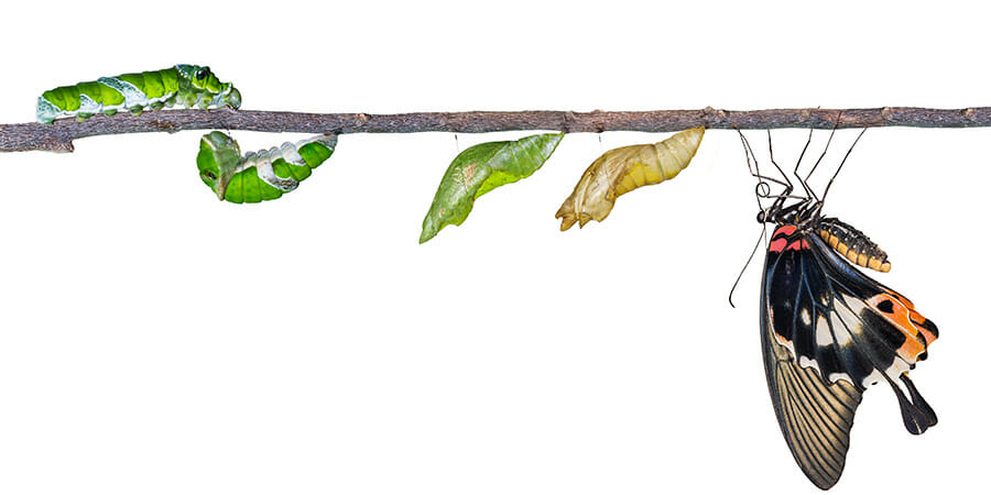 Your business needs to understand the graduate metamorphosis