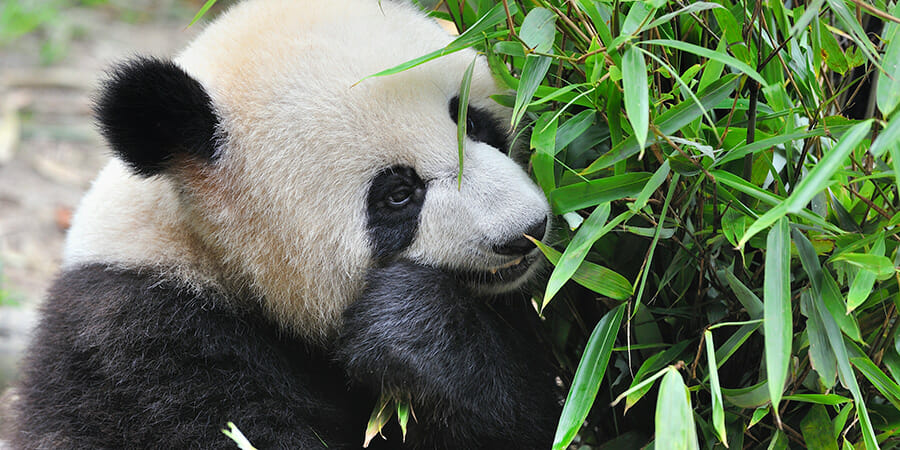Mega-SMSFs: an endangered species still affecting policy