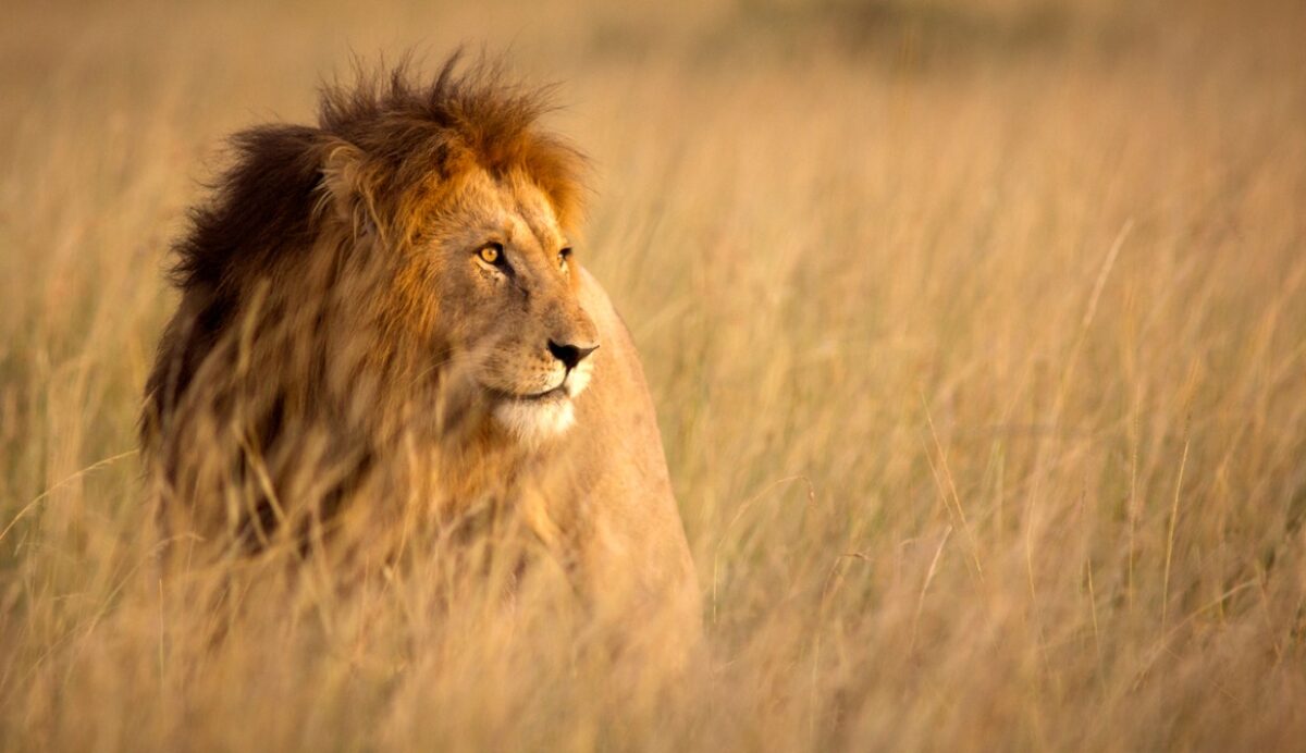 External advisers maintain lion’s share of $1.7 billion super fund advice fees
